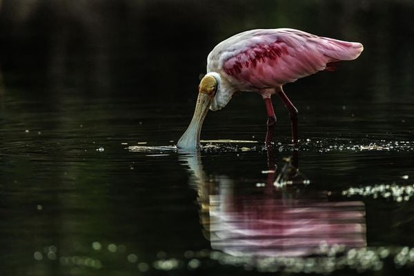 Produktbild: Pantanal