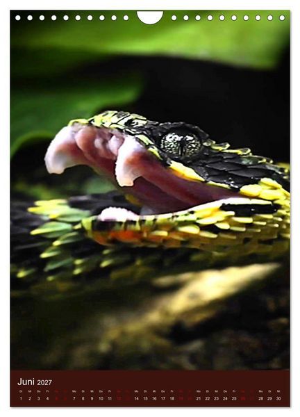 Produktbild: The Power Of Snake (Wandkalender 2027 DIN A4 hoch), CALVENDO Monatskalender
