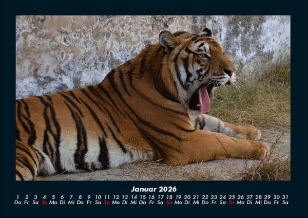 Produktbild: Tiger 2026 Fotokalender DIN A4