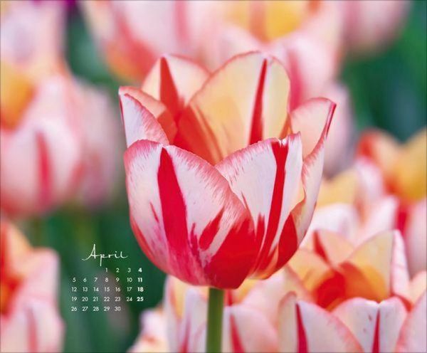 Produktbild: Floral Art 2027