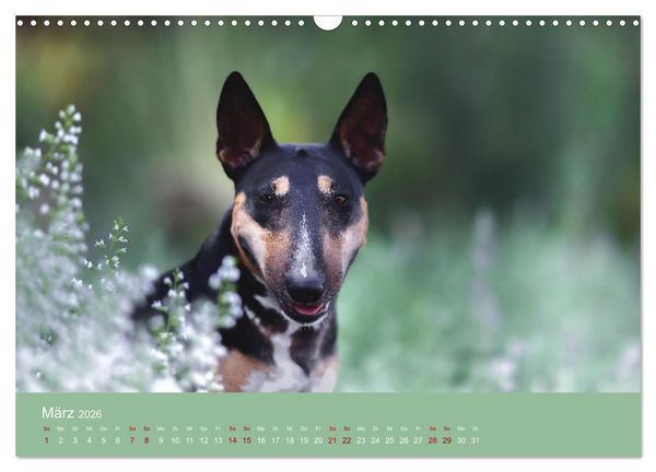 Produktbild: Fantastische Bullterrier - Sieger im Herzen (Wandkalender 2026 DIN A3 quer), CALVENDO Monatskalender