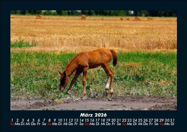 Produktbild: Die Welt der Pferde 2026 Fotokalender DIN A5