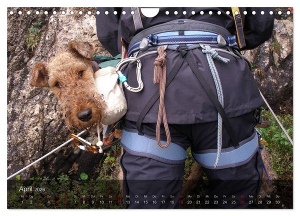 Produktbild: Der Bergdale - mit Hund im Hochgebirge (Wandkalender 2026 DIN A4 quer), CALVENDO Monatskalender