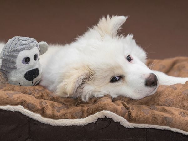 Produktbild: CALVENDO Puzzle Junger Islandhund beim Chillen 1000 Teile Lege-Gr&ouml;&szlig;e 64 x 48 cm Foto-Puzzle Bild von Monika Scheurer