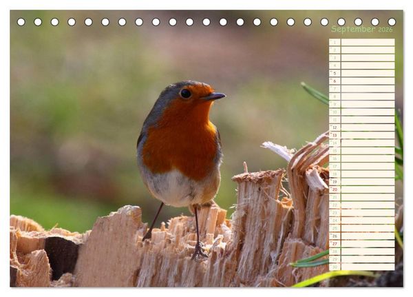 Produktbild: Gefiederte Sch&ouml;nheiten - Das Rotkehlchen / Planer (Tischkalender 2026 DIN A5 quer), CALVENDO Monatskalender