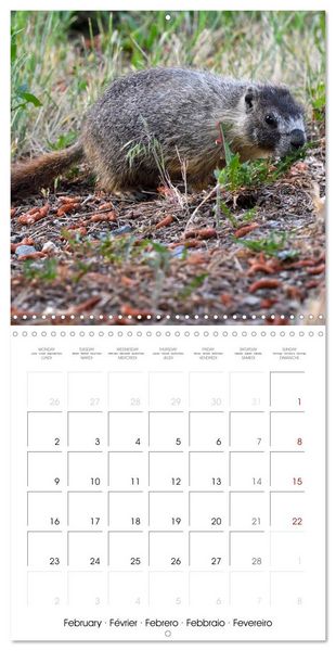 Produktbild: Marmots - Cute and Curious (Wall Calendar 2026 12 &times; 12 Inch) CALVENDO 12 Month Wall Calendar