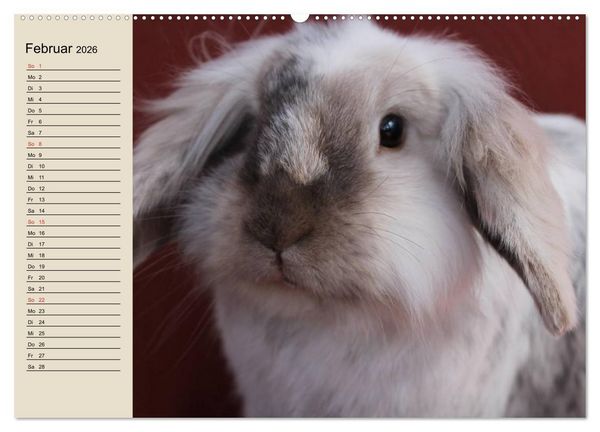 Produktbild: Kaninchen und Hasen (Wandkalender 2026 DIN A2 quer), CALVENDO Monatskalender