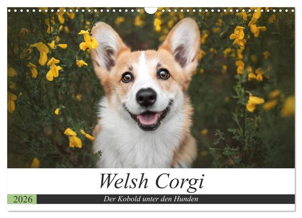 Produktbild: Welsh Corgi - Der Kobold unter den Hunden (Wandkalender 2026 DIN A3 quer), CALVENDO Monatskalender