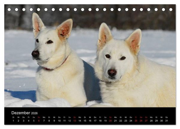 Produktbild: Wei&szlig;er Schweizer Sch&auml;ferhund (Tischkalender 2026 DIN A5 quer), CALVENDO Monatskalender