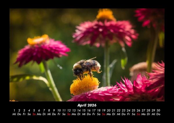 Produktbild: Blumenzauber 2026 Fotokalender DIN A3