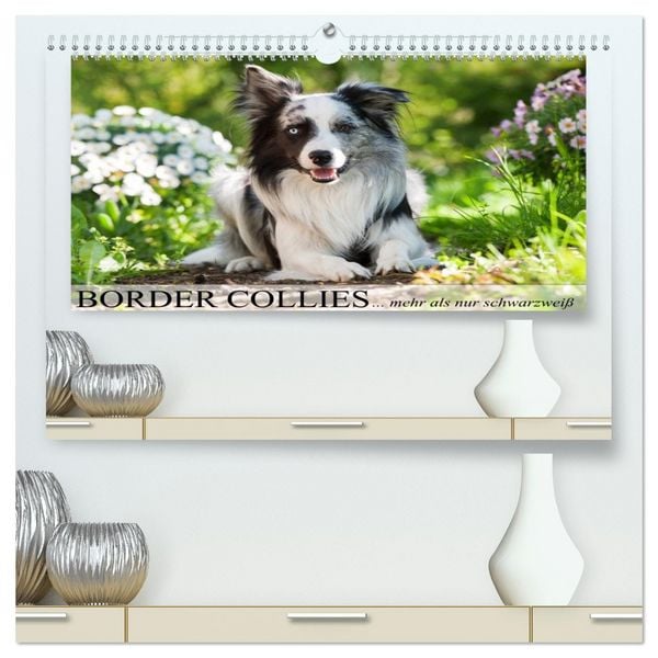 Produktbild: Border Collies - nicht nur schwarzwei&szlig; (hochwertiger Premium Wandkalender 2026 DIN A2 quer), Kunstdruck in Hochglanz