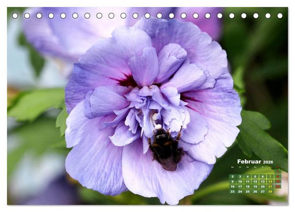 Produktbild: Sommerliche Bl&uuml;tentr&auml;ume (Tischkalender 2026 DIN A5 quer), CALVENDO Monatskalender
