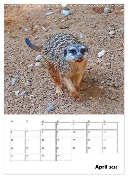 Produktbild: Niedliche Erdm&auml;nnchen (Wandkalender 2026 DIN A2 hoch), CALVENDO Monatskalender
