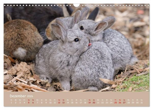 Produktbild: Flauschige Fellkn&auml;uel (Wandkalender 2026 DIN A3 quer), CALVENDO Monatskalender