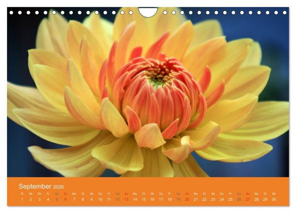 Produktbild: Dahlien (Wandkalender 2026 DIN A4 quer), CALVENDO Monatskalender