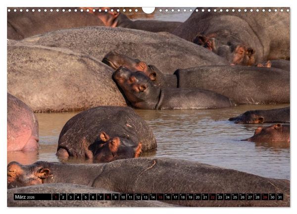 Produktbild: Hippos im s&uuml;dlichen Afrika (Wandkalender 2026 DIN A3 quer), CALVENDO Monatskalender