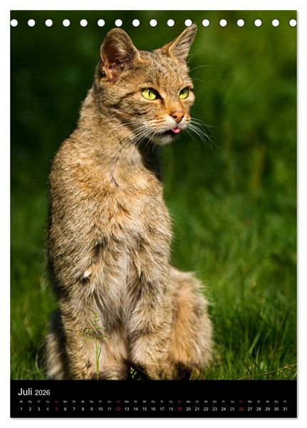 Produktbild: Wildkatzen - scheue J&auml;ger (Tischkalender 2026 DIN A5 hoch), CALVENDO Monatskalender