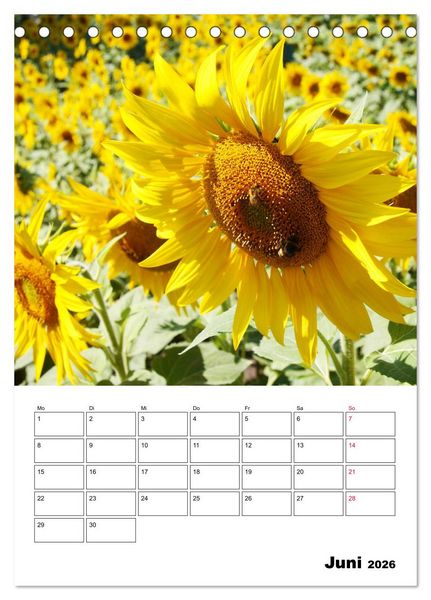 Produktbild: Leuchtende Sonnenblumen (Tischkalender 2026 DIN A5 hoch), CALVENDO Monatskalender