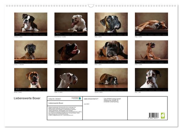 Produktbild: Liebenswerte Boxer (Wandkalender 2026 DIN A2 quer), CALVENDO Monatskalender