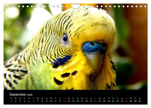 Produktbild: Wellensittiche - Naturkalender (Wandkalender 2026 DIN A4 quer), CALVENDO Monatskalender