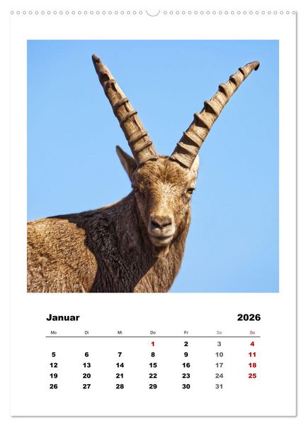 Produktbild: Alpen-Steinb&ouml;cke, imposante Horntr&auml;ger (hochwertiger Premium Wandkalender 2026 DIN A2 hoch), Kunstdruck in Hochglanz