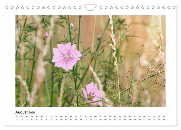 Produktbild: Mein Sehnsuchtsort, die Blumenwiese (Wandkalender 2026 DIN A4 quer), CALVENDO Monatskalender