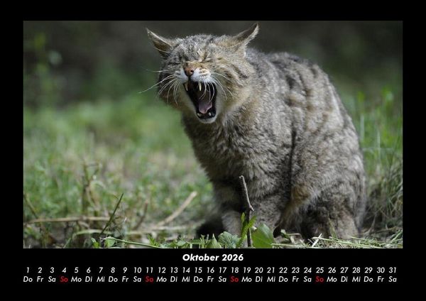 Produktbild: F&uuml;r Katzenfreunde 2026 Fotokalender DIN A3