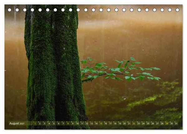 Produktbild: Spaziergang im Wald (Tischkalender 2027 DIN A5 quer), CALVENDO Monatskalender