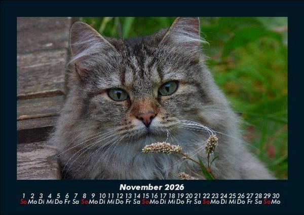 Produktbild: F&uuml;r Katzenfreunde 2026 Fotokalender DIN A5