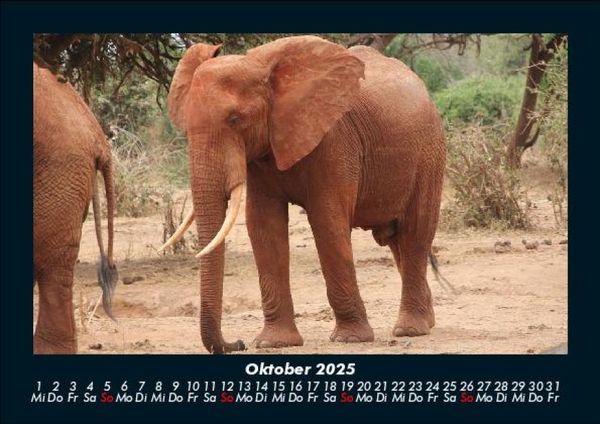 Produktbild: Elefanten 2025 Fotokalender DIN A5