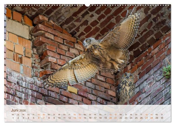 Produktbild: Uhu Highlights (Wandkalender 2026 DIN A2 quer), CALVENDO Monatskalender