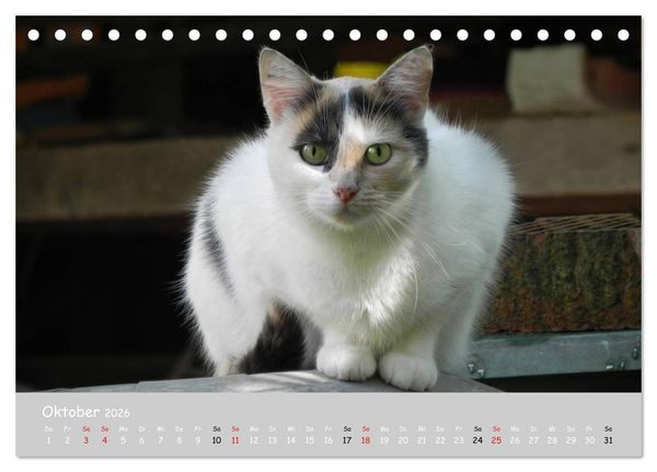 Produktbild: Katzen des S&uuml;dens (Tischkalender 2026 DIN A5 quer), CALVENDO Monatskalender