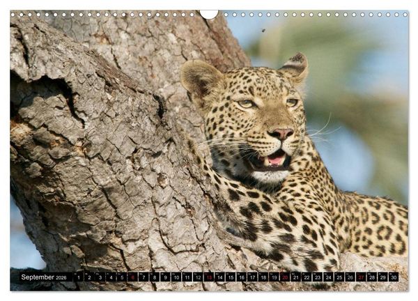 Produktbild: Die Lautlosen. Geparden und Leoparden (Wandkalender 2026 DIN A3 quer), CALVENDO Monatskalender