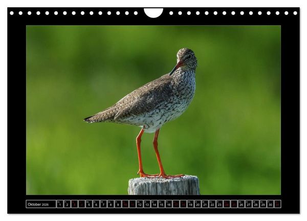 Produktbild: Niederrheinische Vogelwelt (Wandkalender 2026 DIN A4 quer), CALVENDO Monatskalender