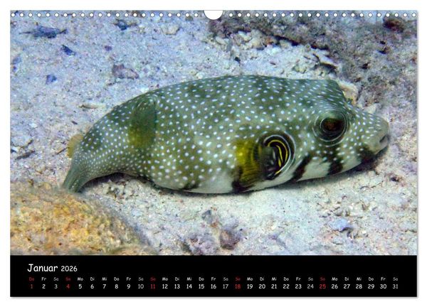 Produktbild: Rotes Meer - Unterwasserimpressionen (Wandkalender 2026 DIN A3 quer), CALVENDO Monatskalender