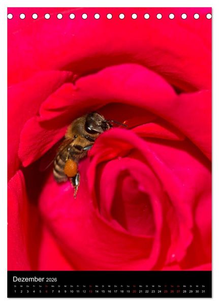Produktbild: Bienen und Hummeln (Tischkalender 2026 DIN A5 hoch), CALVENDO Monatskalender