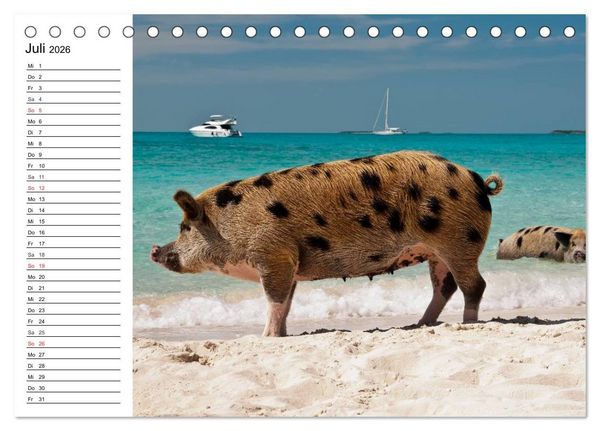 Produktbild: Schwimmende Schweine (Tischkalender 2026 DIN A5 quer), CALVENDO Monatskalender