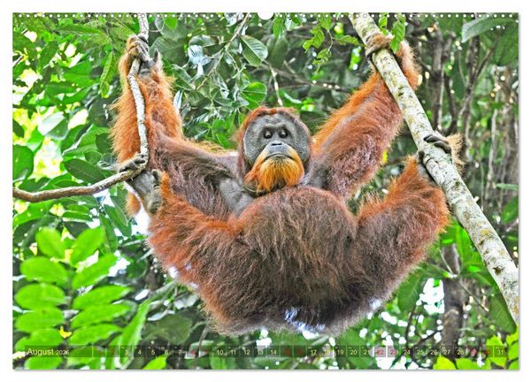 Produktbild: Orang Utans Sumatras Waldmenschen (hochwertiger Premium Wandkalender 2026 DIN A2 quer), Kunstdruck in Hochglanz