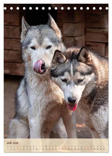 Produktbild: Im Husky-Rudel (Tischkalender 2026 DIN A5 hoch), CALVENDO Monatskalender