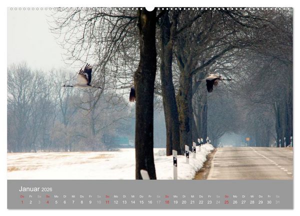 Produktbild: Kraniche in Vorpommern (hochwertiger Premium Wandkalender 2026 DIN A2 quer), Kunstdruck in Hochglanz
