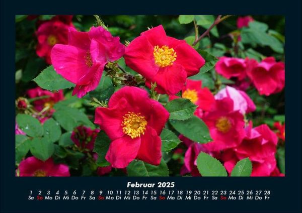 Produktbild: Blumenkalender 2025 Fotokalender DIN A4