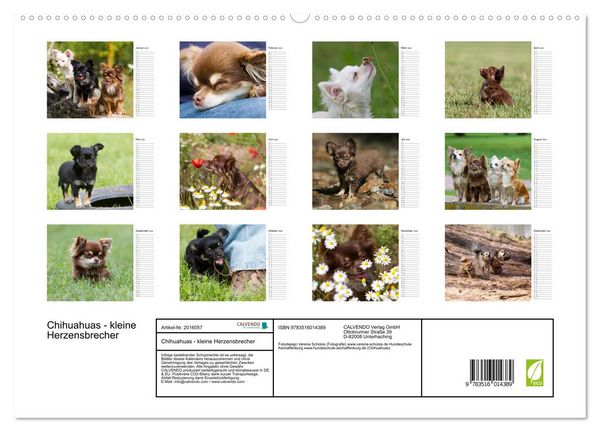 Produktbild: Chihuahuas - kleine Herzensbrecher (hochwertiger Premium Wandkalender 2026 DIN A2 quer), Kunstdruck in Hochglanz