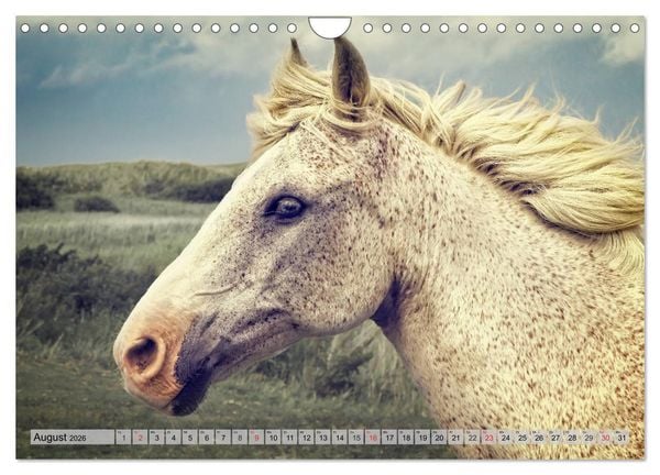 Produktbild: AMRUM Art (Wandkalender 2026 DIN A4 quer), CALVENDO Monatskalender