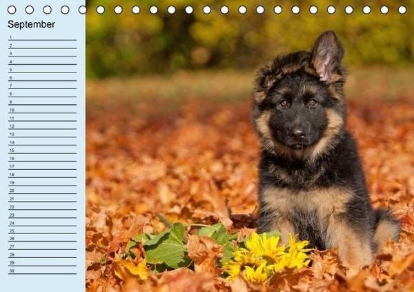 Produktbild: Der Schäferhunde-Geburtstagskalender (Tischkalender immerwährend DIN A5 quer)