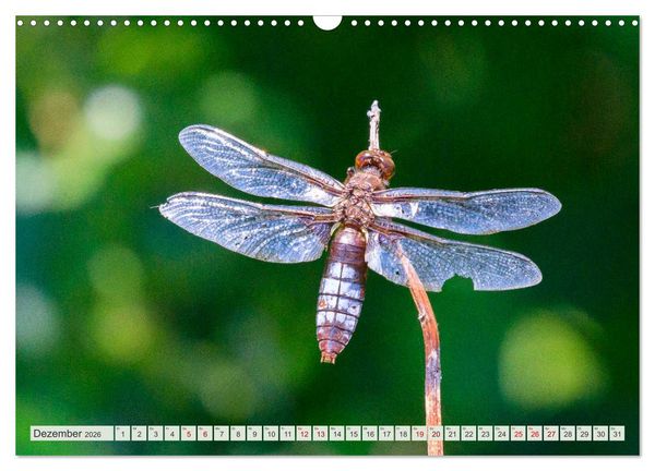 Produktbild: Farbenvolle Pracht der Libellen (Wandkalender 2026 DIN A3 quer), CALVENDO Monatskalender