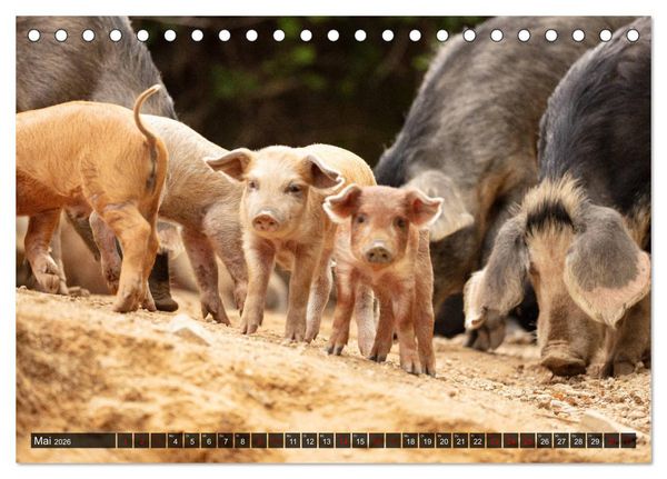 Produktbild: Korsika - s&uuml;&szlig;e, wilde Schweinchen (Tischkalender 2026 DIN A5 quer), CALVENDO Monatskalender