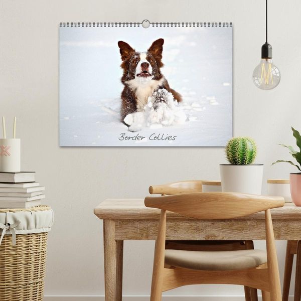 Produktbild: Border Collies (Wandkalender 2026 DIN A3 quer), CALVENDO Monatskalender