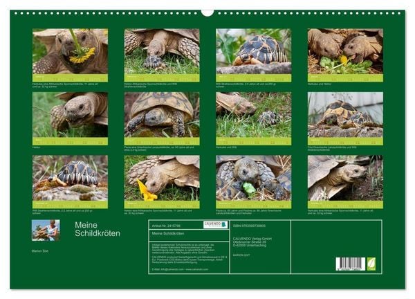 Produktbild: Meine Schildkr&ouml;ten (Wandkalender 2027 DIN A2 quer), CALVENDO Monatskalender