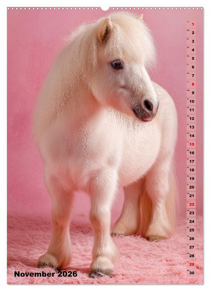 Produktbild: Das Leben ist ein Ponyhof - Zwergponys im Studiolicht (Wandkalender 2026 DIN A2 hoch), CALVENDO Monatskalender