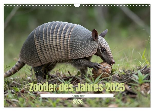 Zootier des Jahres 2025 - Gürteltier (Wandkalender 2026 DIN A3 quer), CALVENDO Monatskalender